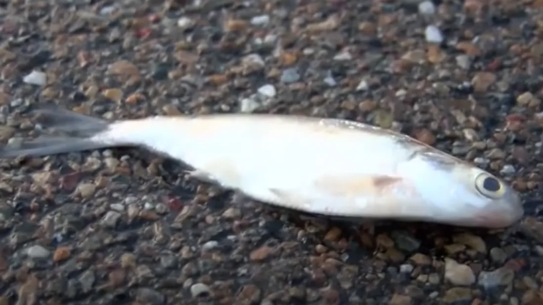 poisson tombé du ciel Texarkana
